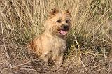 CAIRN TERRIER 035